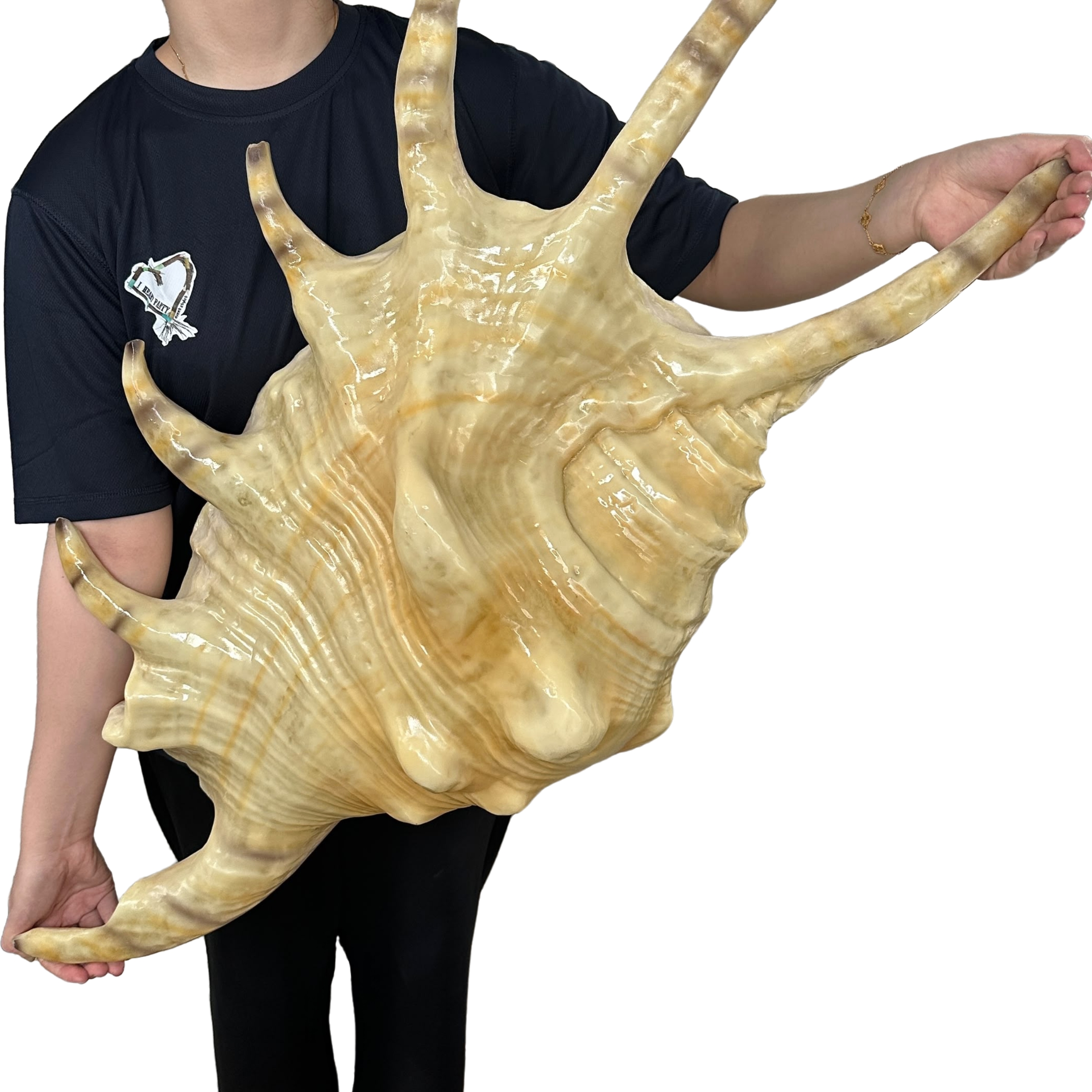 Giant Seashell Fibreglass 4