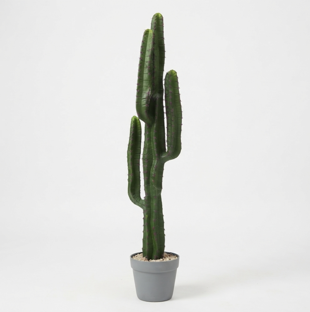 Candelabra Cactus
