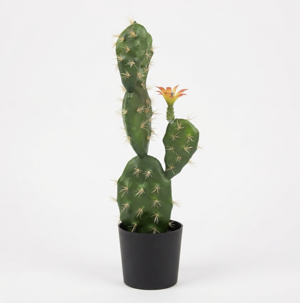 Prickly Pear Cactus