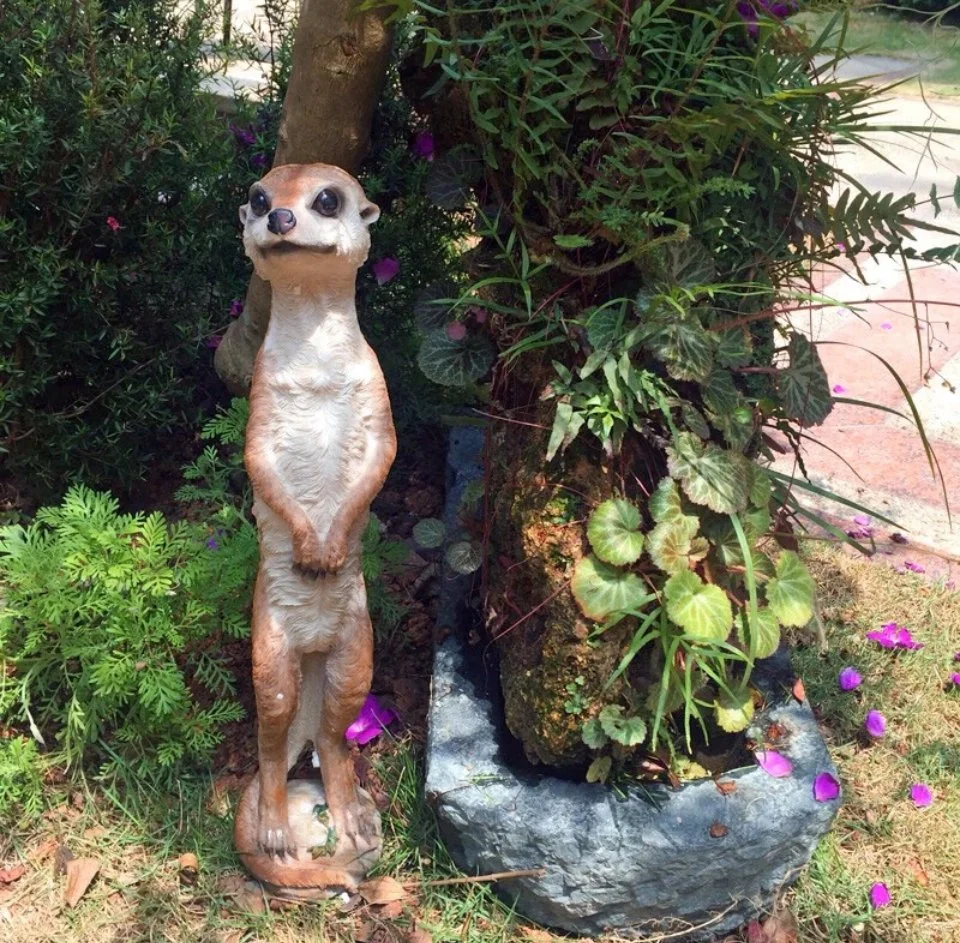 Meerkat