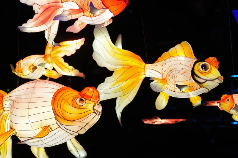Giant Gold Fish Lantern