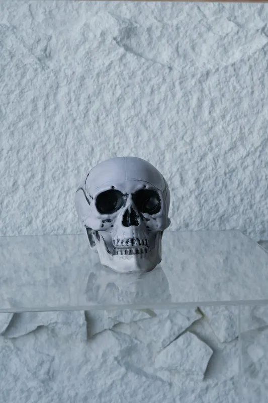 Life Size Human Skull #4