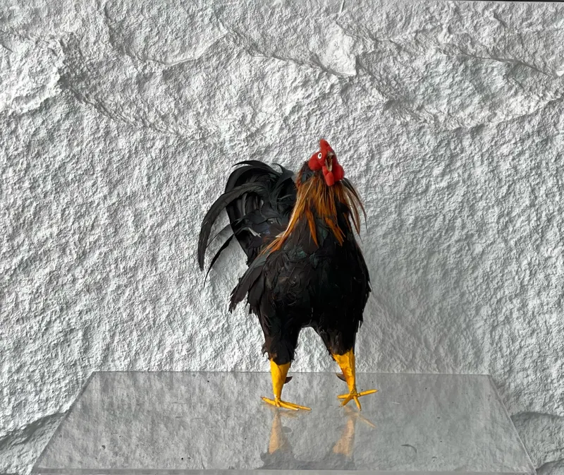 Artificial Chicken Type 1