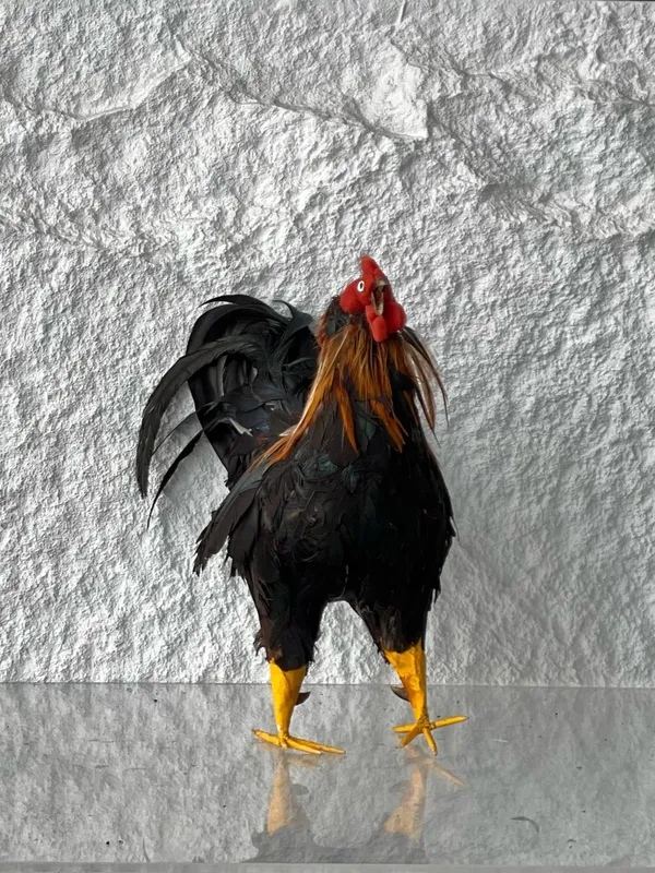 Artificial Chicken Type 1