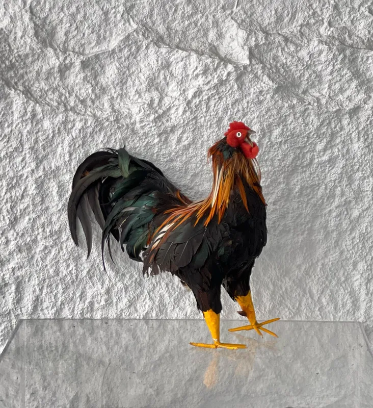 Artificial Chicken Type 1
