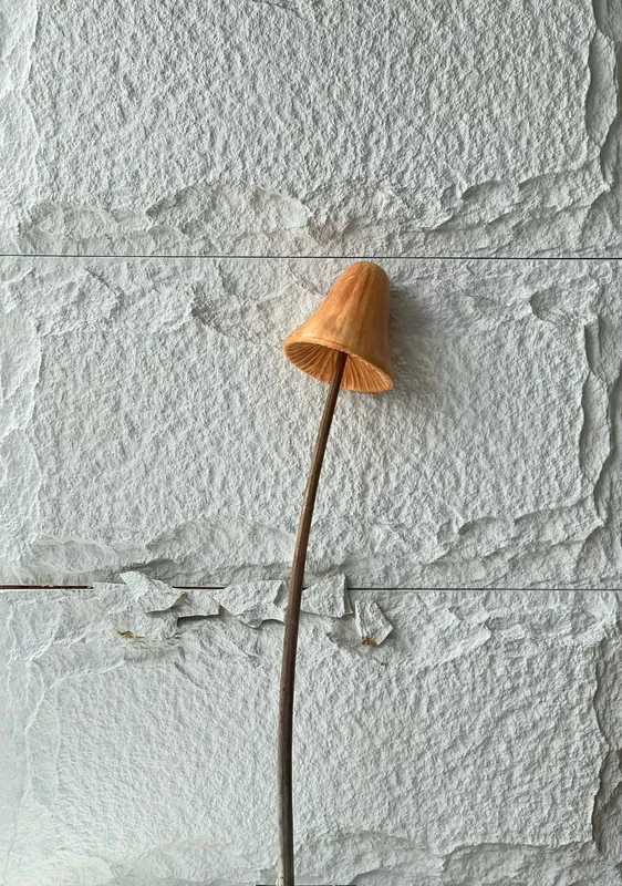 Mushroom B