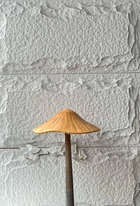 Mushroom C