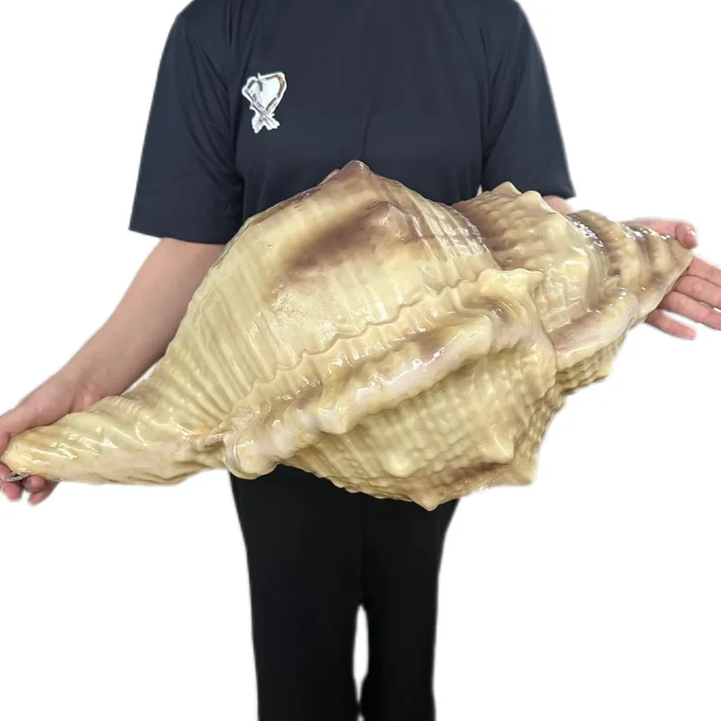 Giant Seashell Fibreglass 1