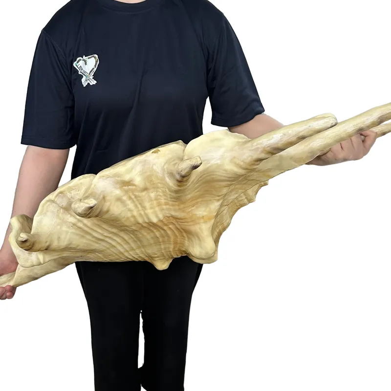 Giant Seashell Fibreglass 4