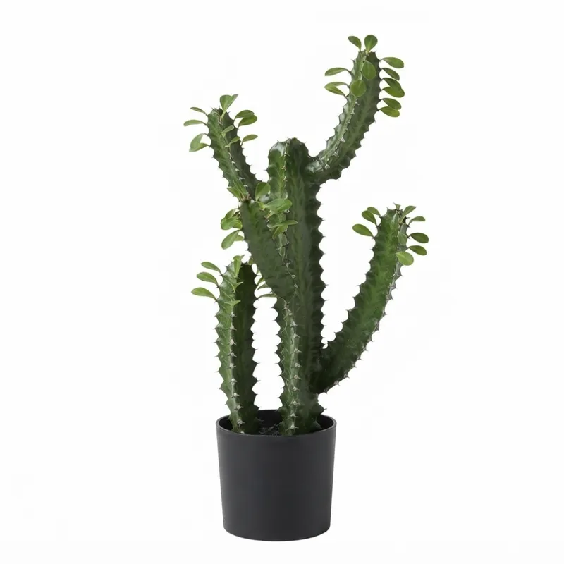 African Milk Tree Cactus