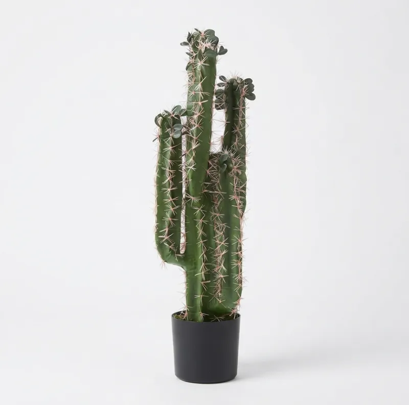 Cactus Pinkish Spines