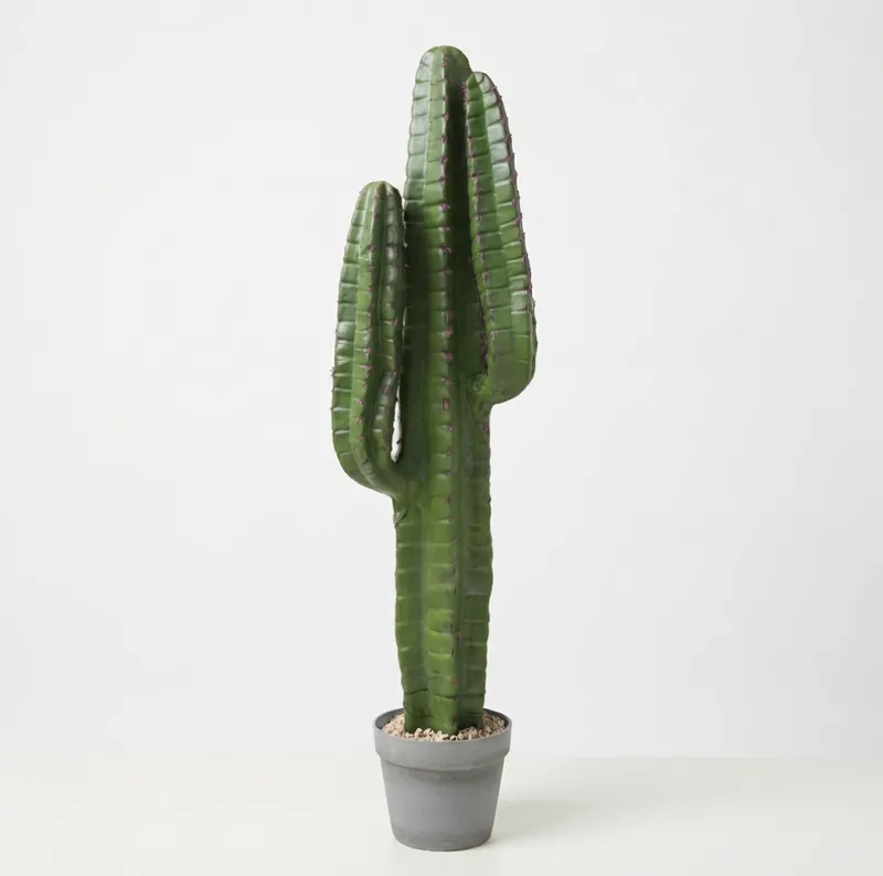 Green Finger Cactus