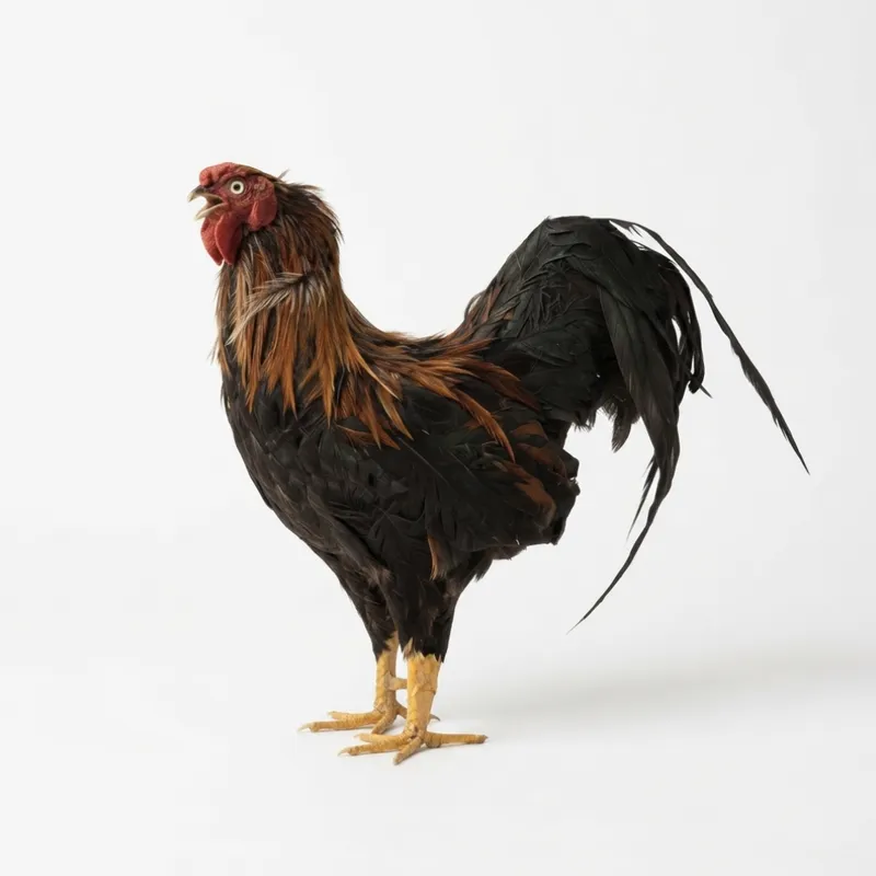 Artificial Chicken Type 1