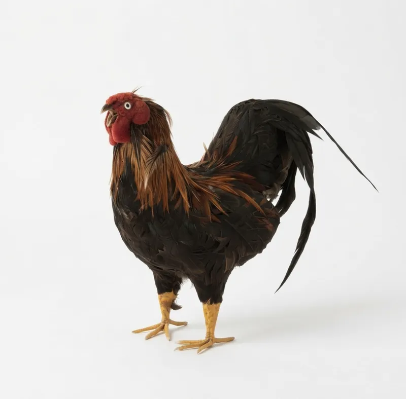 Artificial Chicken Type 1