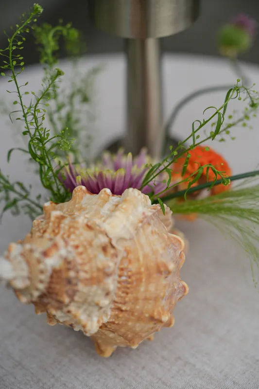 Natural Big Sea Shell